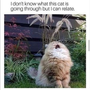 Meet your Posher, Ning